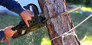 Best Tree Maintenance Programs  in Dunlap, IN