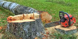 Best Tree and Shrub Care  in Dunlap, IN