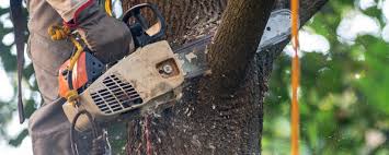 Best Tree Trimming and Pruning  in Dunlap, IN