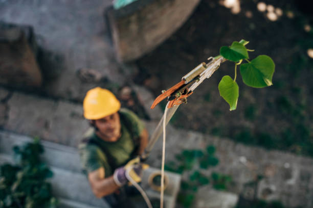 Reliable Dunlap, IN Tree Removal Solutions