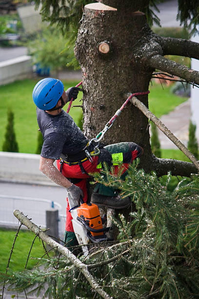 Lawn Renovation and Restoration in Dunlap, IN