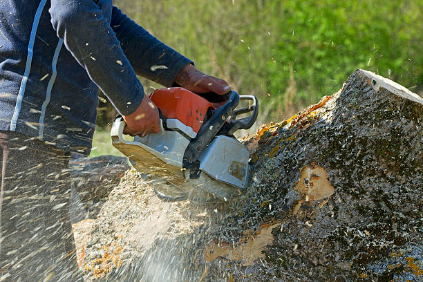 Best Tree Cabling and Bracing  in Dunlap, IN